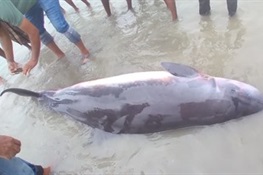 Local Responders Confirm a Dwarf Sperm Whale - A New Species in Bangladesh 